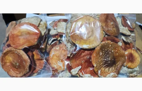 Мухомор врожай 25 року