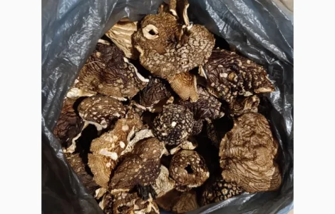 Мухомор королевский на продажу