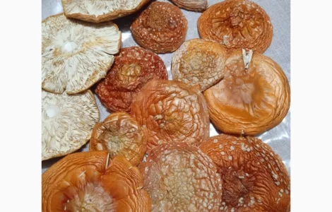 Продаются сухие шляпки красного мухомора