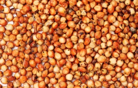 Закуповуємо сорго