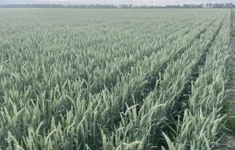 Насіння тритикале озимого Малюк