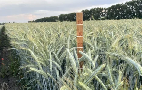 Тритикале озиме Велетень