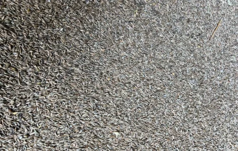 Продамо жито з доставкою