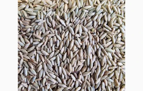 КУПУЄМО Жито