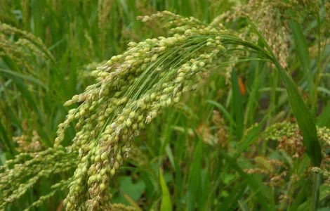 Куплю жовте просо в Сумській обл