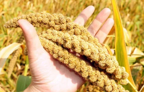 Закуповуємо просо жовте/червоне