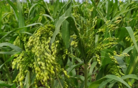 Куплю просо жовте та червоне. Самовивіз