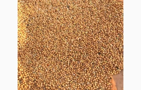 Купуємо просо жовте (будь який об'єм)