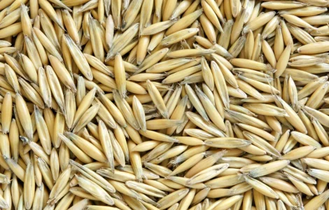 Продам овес посевной и товарный