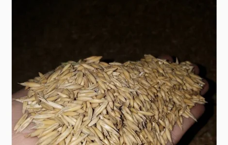 Продам овес