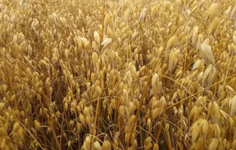 Овес Айворі Німеччина