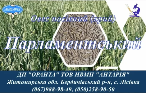 Семена овса Парламнтский (БН
