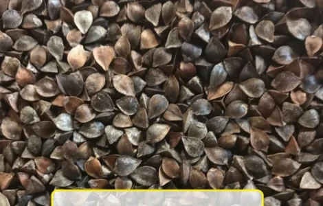 Продам насіння гречихи сорту Арно 1-Р