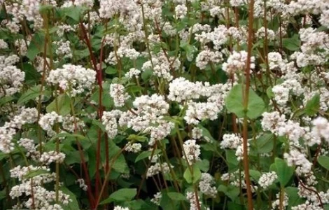 Гречка Дев'ятка. насіння гречки сорт Девятка самозапильна