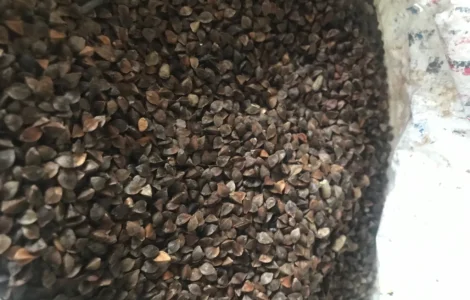 Продам Гречиху сорт»Арно»