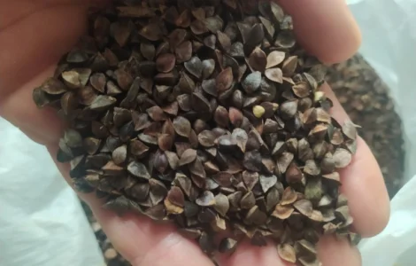 Підприємство реалізує насіння гречки