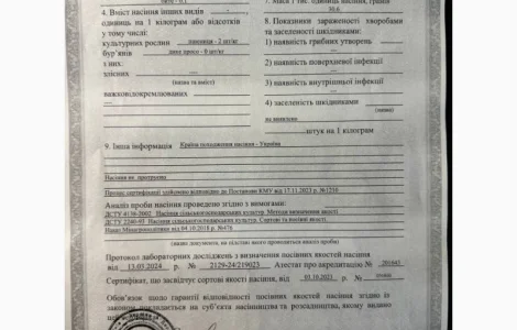 Продам гречку посевной материал сорт Селяночка