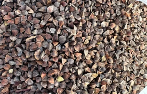 Зерно гречки на постійній основі купуємо. Дорого. По всій країні