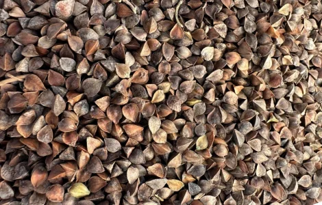 Виробник круп купує гречку по всій Україні. Телефонуйте