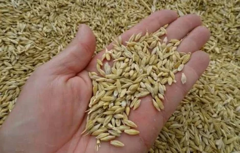 Яркий ячмень на продажу