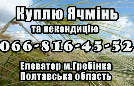 Елеватор закуповує ячмінь на постійній основі на вигідних умовах