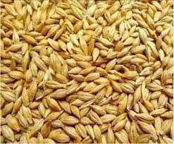 Продажа семян ярового ячменя сорта Аграрій