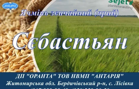 Насіння ячменю Сєбастьян - 1 клас