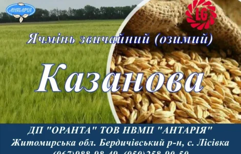 Насіння озимого ячменю Казанова