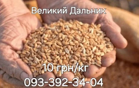 Ячмень