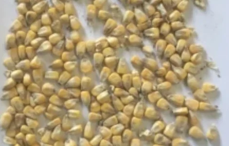 Фермерське господарство продає продовольче зерно кукурудзи від виробника з господарства