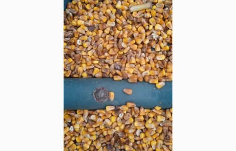 Продам кукурудзу 25 тн