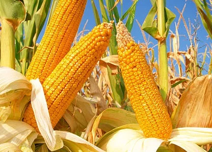 Простий міжлінійний гібрид курудзи Марсель