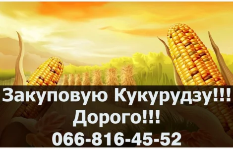Закуповую Кукурудзу у великих обсягах! Надаємо конкурентні ціни
