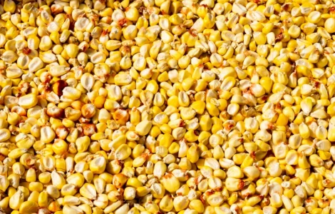 Купуємо кукурудзу та пшеницю