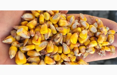 Куплю вологу кукурудзу