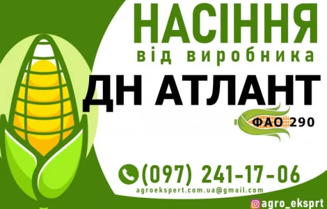 Гібрид кукурудзи ДН Атлант (ФАО 290). Насіння від виробника