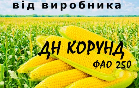 Насіння кукурудзи ДН Корунд ФАО 250 / від виробника Agro_Exprt