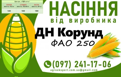 Насіння кукурудзи 2025 - гібрид ДН Корунд (ФАО 250) від виробника