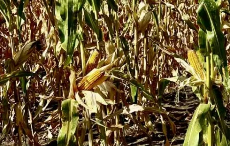 Наcіння кукурудзи ДН Атлант (ФАО 290) від виробника