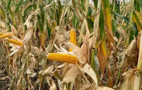 Наcіння кукурудзи ДБ Варта (ФАО 280) від виробника