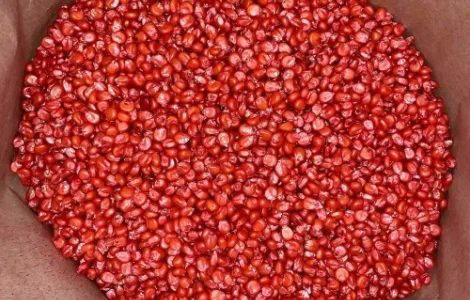 Наcіння кукурудзи ДН Корунд (ФАО 250) від виробника