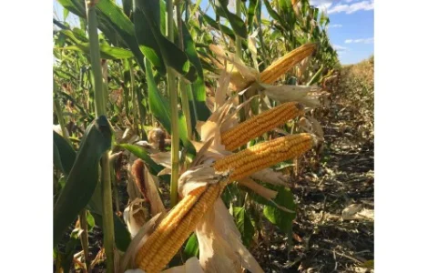 Наcіння кукурудзи ДН Хортиця (ФАО 240) від виробника