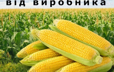 Пропонуємо високоякісне насіння кукурудзи. Насіння від виробника