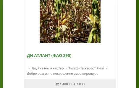 Насіння від виробника - Кукурудза ДН Атлант (2025го року)