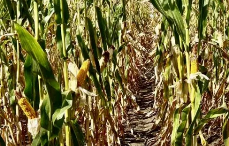 Наcіння кукурудзи ДН Сармат (ФАО 380) від виробника