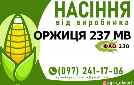 Гібрид кукурудзи Оржиця 237 МВ (ФАО 230). Насіння від виробника