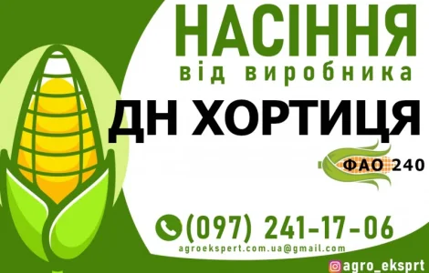 Гібрид кукурудзи ДН Хортиця (ФАО 240). Насіння від виробника