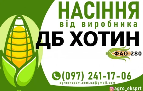 Гібрид кукурудзи ДБ Хотин (ФАО 280). Насіння від виробника