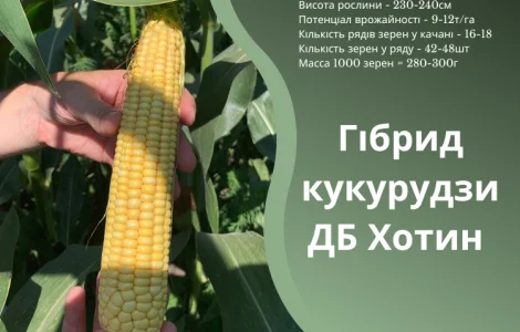 Насіння кукурудзи ДБ Хотин ФАО 280 від оригінатора