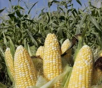 Закупаем Кукурузу по 1-й и 2-й Форме